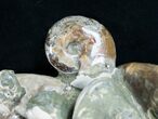 Beautiful Polished Ammonite Cluster - / Wide #9559-5